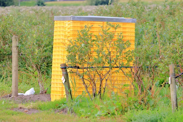 Anatomy Young Blueberry Bush Starting Yield Fruit Set Bright Yellow — Stock Photo, Image