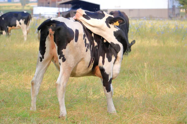 Una Vaca Lechera Hereford Blanco Negro Utiliza Método Lamer Para —  Fotos de Stock