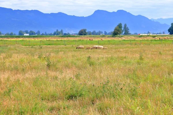 Široký Otevřený Krajinný Výhled Krásné Pastviny Pro Ovce Údolí Letních — Stock fotografie