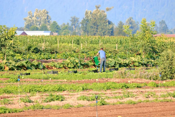 Agricultor Ambicioso Cuidando Sua Grande Horta Durante Meses Verão — Fotografia de Stock
