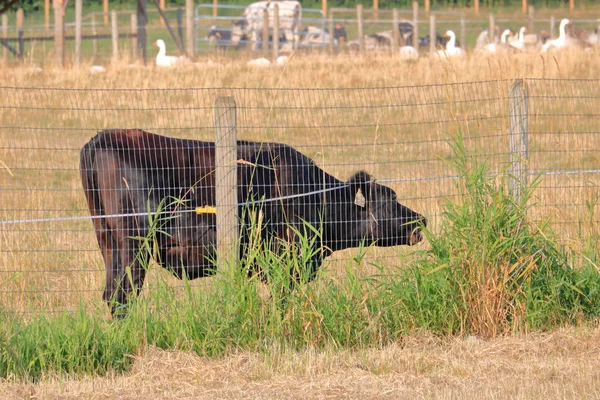 Una Vaca Obstinada Decidida Alimentarse Hierba Que Crece Otro Lado —  Fotos de Stock