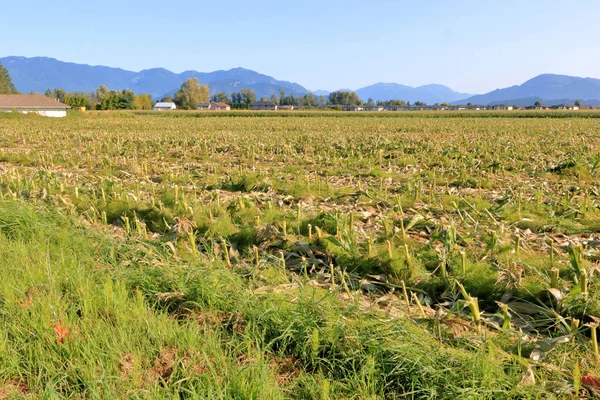 Vue Panoramique Champ Maïs Vallée Qui Été Récolté Qui Sera — Photo