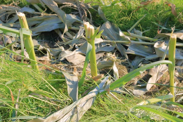 Zamknij Szczegółowy Widok Zapasów Kukurydzy Które Zostały Zebrane Będą Wykorzystywane — Zdjęcie stockowe