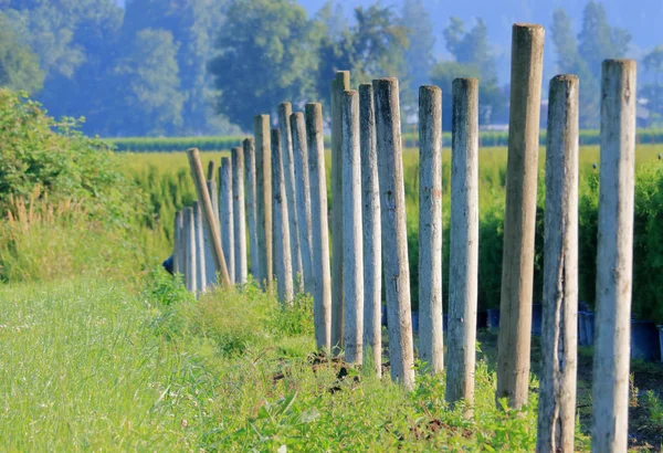 Thick Wooden Posts Were Set Never Used Blueberry Field — Stock Photo, Image