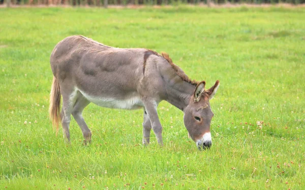 Visão Perfil Uma Bunda Comum Burro Toca Mula Animal Domesticado — Fotografia de Stock