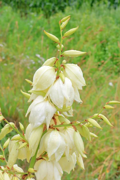 夏の間にユッカ植物に由来する花の近く 詳細なビュー — ストック写真