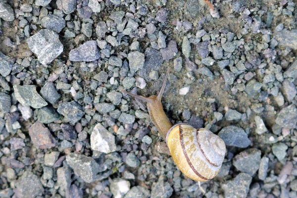 Küçük Çakıl Taşlı Arazide Sürünen Beyaz Dudaklı Salyangozun Yakın Tepegöz — Stok fotoğraf