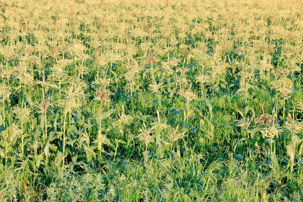 Созревание Кукурузы Заполняет Всю Раму Изображение Которое Можно Использовать Качестве — стоковое фото
