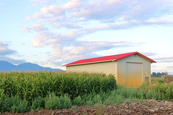 Tiga Kuartal Pandangan Profil Bangunan Pertanian Kecil Terdampar Oleh Tanaman — Stok Foto