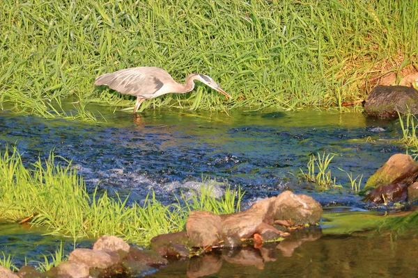 Szeroki Widok Profilu Great Blue Heron Stojący Aktywnym Strumieniu Gotowy — Zdjęcie stockowe