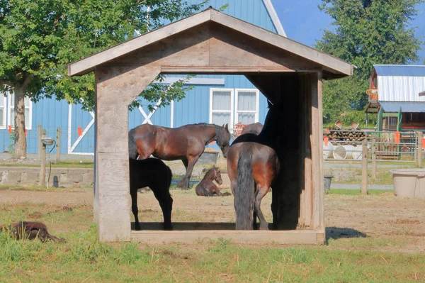 Proteção Está Incluída Para Vários Cavalos Incluindo Potros Estábulo Livre — Fotografia de Stock