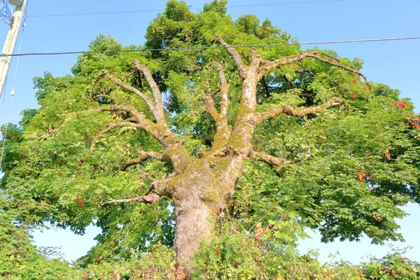 Bred Låg Vinkel Syn Dålig Beskärning Efter Bara Sida Mogen — Stockfoto