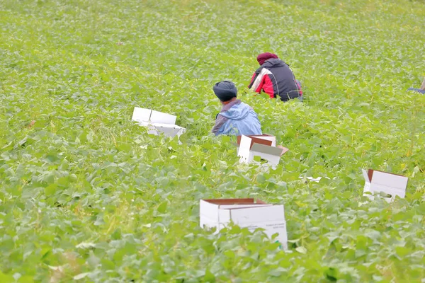 Gli Agricoltori Indù Canadesi Sono Impegnati Raccogliere Fagiolini Lussureggiante Campo — Foto Stock