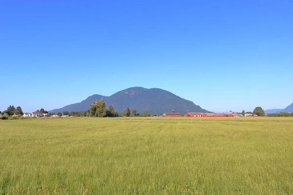 Wijd Open Priem Grasland Onder Een Heldere Schone Zomer Hemel — Stockfoto