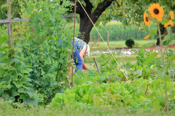 Pohled Staršího Ženského Zahradníka Který Končí Svěží Letní Zahradě — Stock fotografie