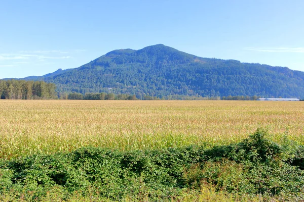 Straight Clean Horizon Defined Yellow Corn Ready Harvesting Forested Rolling — Stock Photo, Image