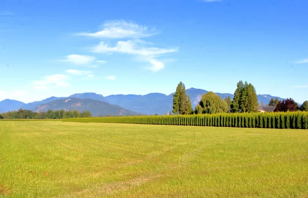 Neat Prim Landscape View Cedar Trees Growing Farm Neatly Cropped — Stock Photo, Image