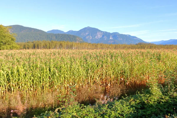 Cores Queda Uma Paisagem Rural Com Milho Maduro Pronto Para — Fotografia de Stock