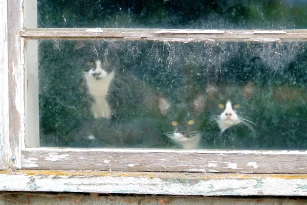 Drie Tuxedo Kittens Zitten Achter Een Bevlekt Schuur Raam Met — Stockfoto