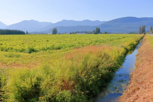 ブルーベリー農場を取り囲む新鮮できれいな山の水は 熟成作物に水を提供するために使用されます — ストック写真