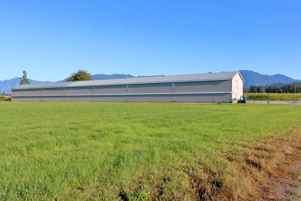 夏の草原のカーペットと澄んだ青い空を持つ工業用鶏の納屋の清潔で定義されたライン — ストック写真