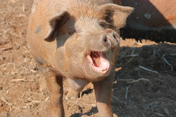 猪或猪的高角度肖像视图 其粉红色的嘴 牙齿和肮脏的舌头 — 图库照片