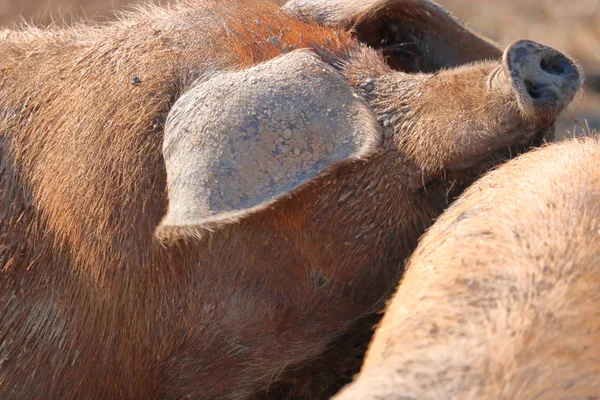 近距离观看棕色猪把头靠在另一头猪的躯干上 — 图库照片