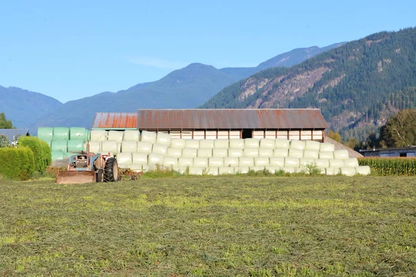 Harvested Hay Bales Neatly Stacked Front Old Farm Building Rolling — Stock Photo, Image