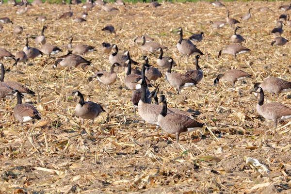 Recently Harvested Stubble Cornfield Refuse Flock Tired Migrating Canada Geese — Stock Photo, Image