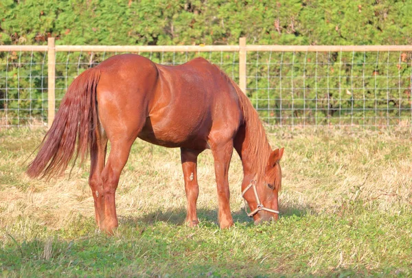 足に共通の栗や夜目を持つ茶色の馬 カロスティは一般的であり 無害と考えられています — ストック写真