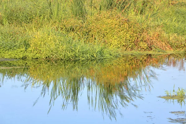 池塘植被和许多植物反射出光滑 淡水在阳光明媚的秋天天 — 图库照片