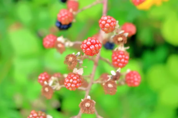 Vue Rapprochée Groupe Mûres Sauvages Mûrissant Sur Une Branche Printemps — Photo