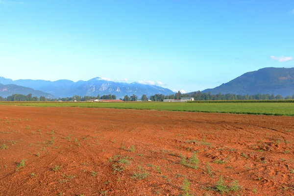 赤い農地は鉄分が豊富で 小売販売に有機農産物を供給することを示している — ストック写真