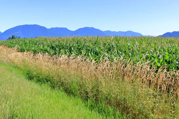 Idealne Warunki Letnie Przyczyniły Się Uprawy Zderzaka Kukurydzy Znaleźć Pięknej — Zdjęcie stockowe