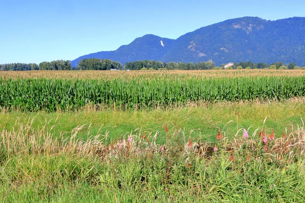 Weelderig Groen Landschap Tijdens Zomermaanden Wanneer Maïs Grasland Optimale Groeiomstandigheden — Stockfoto