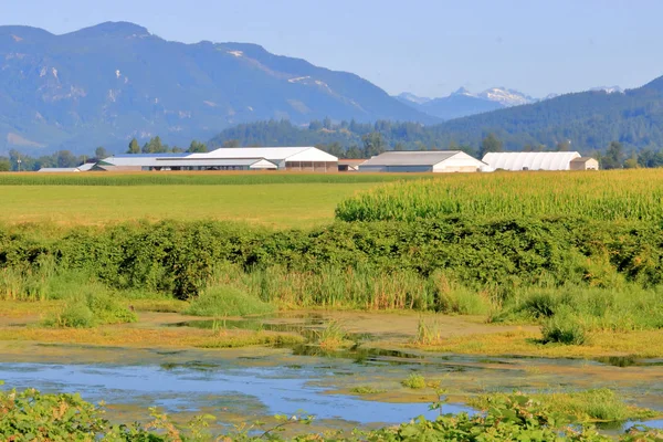 British Columbia Kanadas Utmärkande Egenskaper Sommarmånaderna Med Rullande Snötäckta Berg — Stockfoto