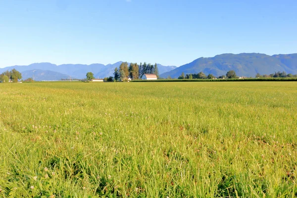 Vasti Ettari Prati Estivi Sono Accompagnati Montagne Ondulate Uno Skyline — Foto Stock