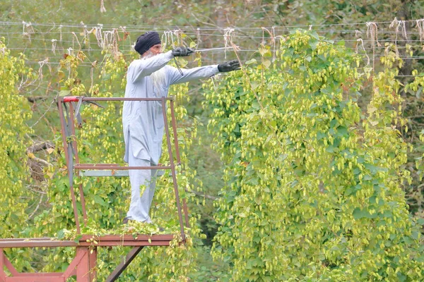 2019年9月11日 カナダのBc州ローズデール近くの果樹園でホップのつるを切り取るカナダのシーク農場労働者のプロフィールビューを閉じます — ストック写真