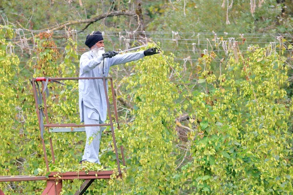 Visão Aproximada Intensa Concentração Rosto Trabalhador Campo Que Usa Facão — Fotografia de Stock