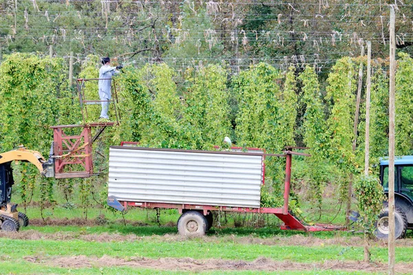 Breed Uitzicht Hop Knippen Neerzetten Een Grote Bak Een Boomgaard — Stockfoto