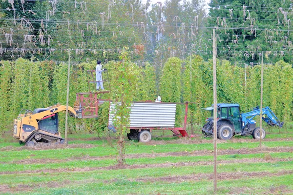 Coordinated Technique Harvesting Hops Tractor Pulls Bin Mobile Crane Man — Stock Photo, Image