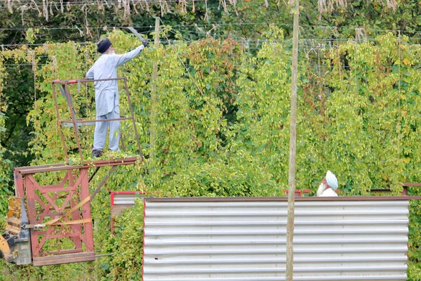 Trabalhador Campo Está Caixote Assistindo Seu Parceiro Colher Lúpulo Com — Fotografia de Stock