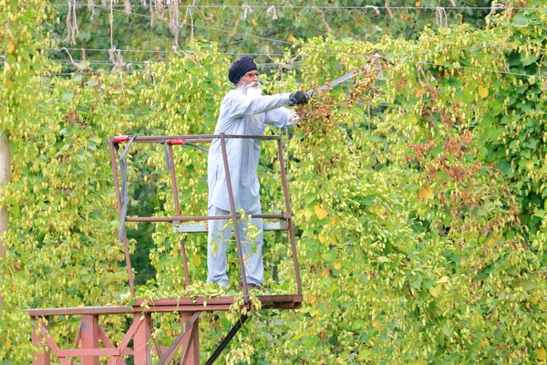 Agricultor Canadense Está Uma Plataforma Móvel Colheita Lúpulo Cortando Videira — Fotografia de Stock