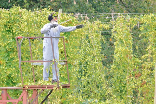 Sikh Kanadský Zemědělec Dosáhne Pro Chmel Který Bude Řezat Pole — Stock fotografie