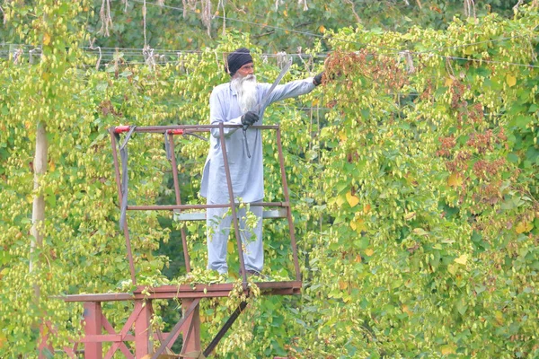 Ein Kanadischer Bauer Ist Damit Beschäftigt Reifen Hopfen Ernten Der — Stockfoto