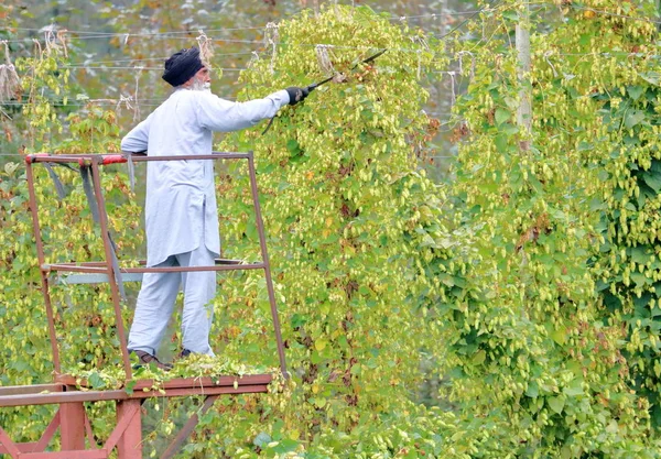Canadian Farmer Harvests Hops Used Brewing Beer Cutting Vine Machete — Stock Photo, Image