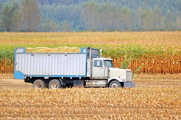 Een Industriële Truck Open Doos Gevuld Met Maïs Kuil Laat — Stockfoto