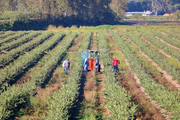 Een Hoge Hoek Brede Weergave Van Vele Rijen Bosbessen Struiken — Stockfoto