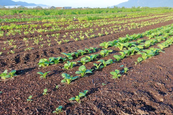 Rows Fresh Produce Including Leafy Vegetables Farmer Way Diversification Expanding — Stock Photo, Image