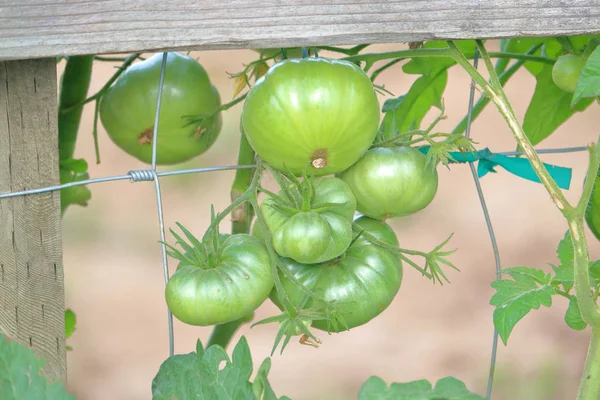 Enge Detaillierte Ansicht Grüner Gartentomaten Die Einem Zaun Hängen — Stockfoto